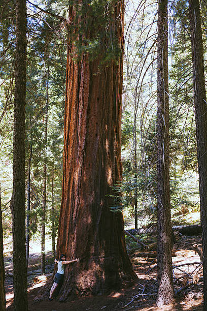 istock Woman Embracing a Sequoia Tree, Love the Nature 470212093