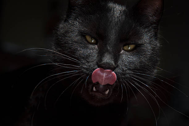 istock Portrait of black cat 470213750