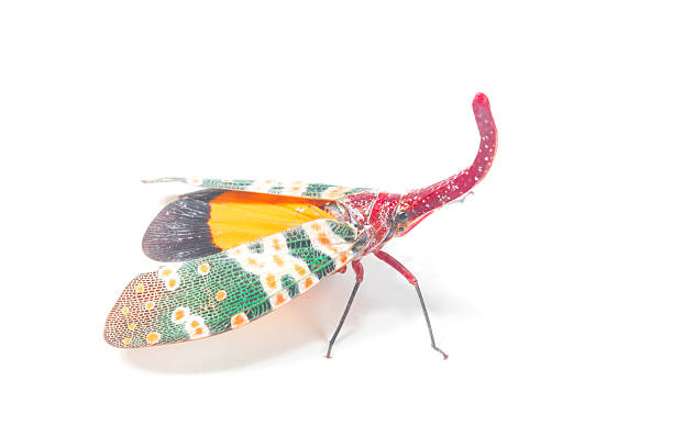 istock Lanternfly, the insect on tree fruits 470214080