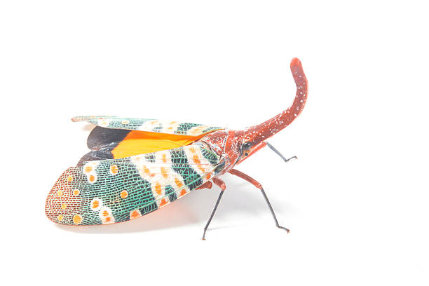 istock Lanternfly, the insect on tree fruits 470214142