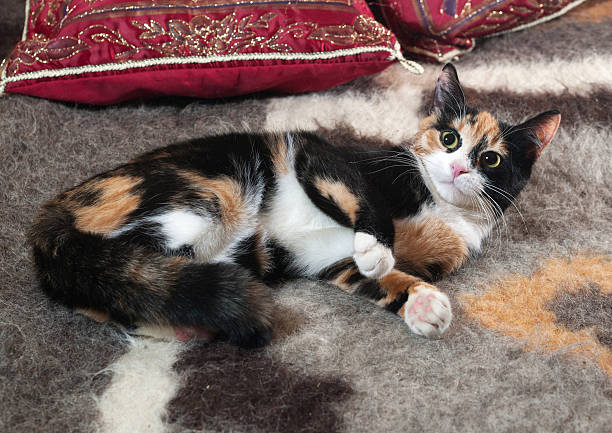 istock Tricolor kitten lying on blanket 470215136
