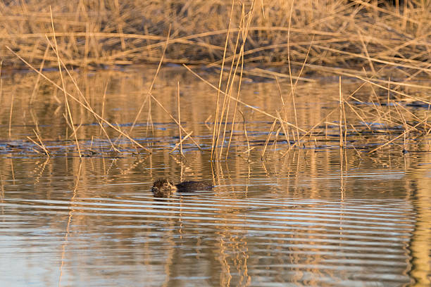 istock Nutria swimming in the water. 470216640