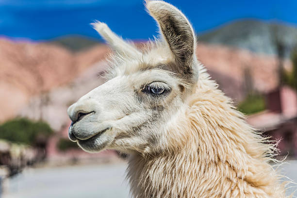Llama in Purmamarca, near Cerro de los Siete Colores (The Hill of Seven Colors), in the colourful valley of Quebrada de Humahuaca in Jujuy Province, northern Argentina.