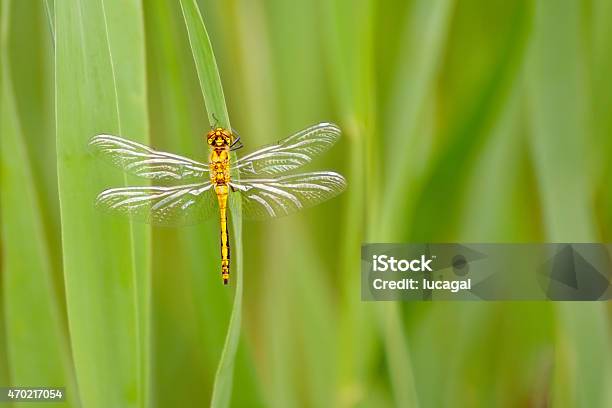 Sympetrum Striolatum Yellow Dragonfly Resting On A Stem Stock Photo - Download Image Now