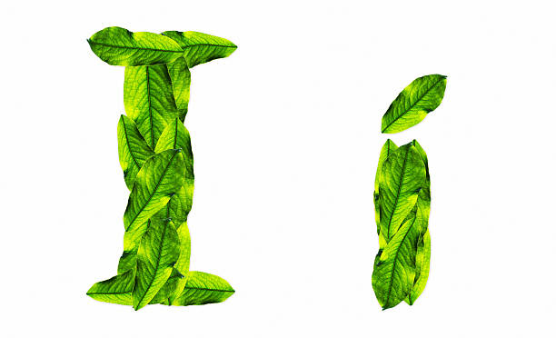 istock font green leafs 