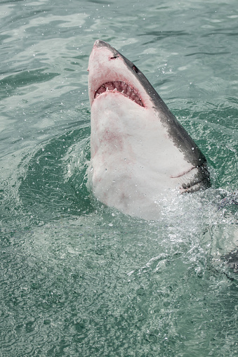 Great White Shark breaches water surface, showing its head and teeth