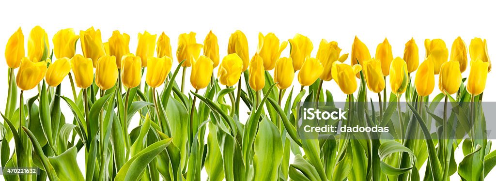 line of yellow tulips a large number of yellow tulips arranged vertically on a white background 2015 Stock Photo