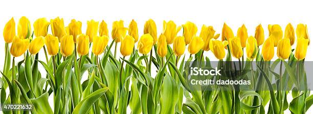 Line Of Yellow Tulips Stock Photo - Download Image Now - 2015, Beauty In Nature, Blossom