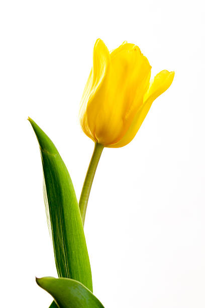 istock yellow tulips on a white background 470221698