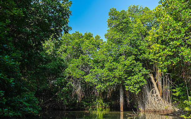 jungle forest stock photo