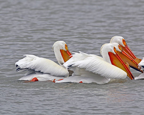 istock American White Pelican, group shot 470221968