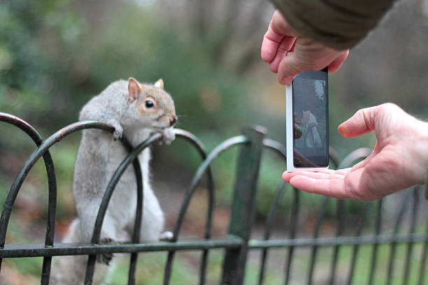 Tourist taking a photo of curious squirrel