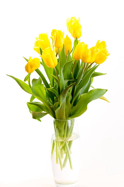 istock bouquet of tulips on a white background 470225904