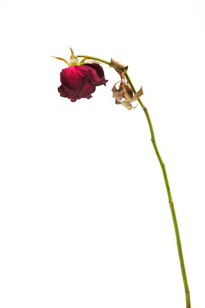 istock dried rose depicted on a white background. 470226134