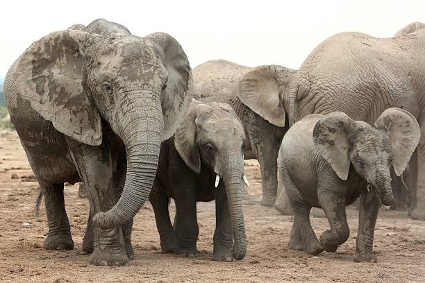 istock African Elephant Family 470226279