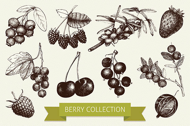 ilustrações de stock, clip art, desenhos animados e ícones de botânico ilustração de gravado berry - currant red isolated fruit
