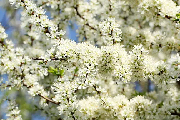 White blackthorn flowers in spring