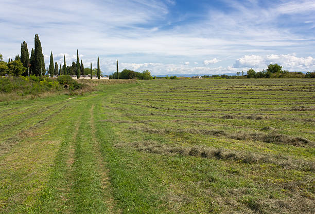 istock Field With Rows of Mowed Grass 470229159