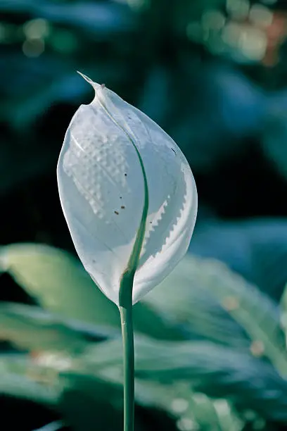 Photo of Peace lily, Cobra plant, Spathiphyllum wallisii