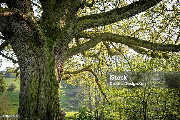 Mighty Oak Stock Photo - Download Image Now - Ancient, Oak Tree, UK