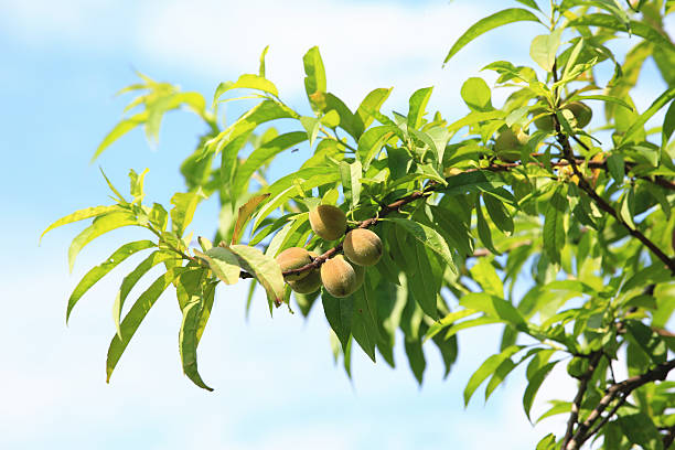 istock Sweet peach fruits 470230492