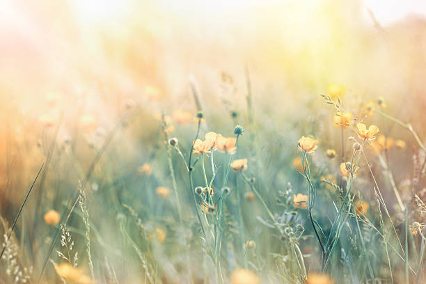 istock Soft focus on illuminated yellow flowers with sunbeams 470230938