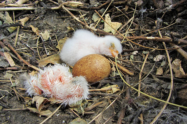 istock Red-footed falcons  (Falco vespertinus) in nest 470231307