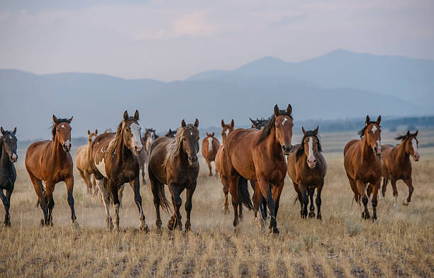 istock Horses running across field 470232512