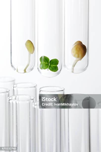 Plant Sprouts In Test Tubes Stock Photo - Download Image Now - 2015, Agriculture, Beaker