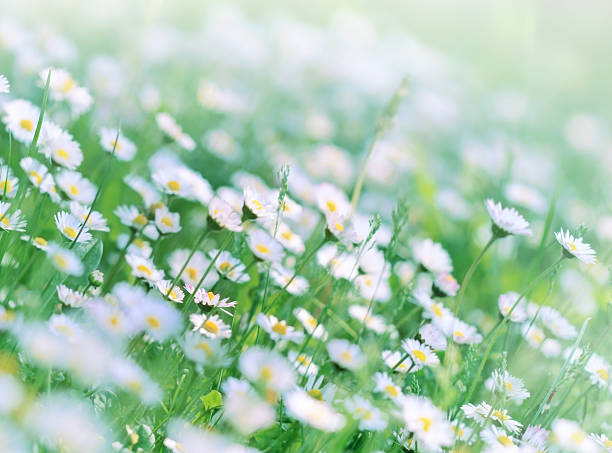 istock Meadow full of flowers in spring - spring daisy (daisy) 470236181