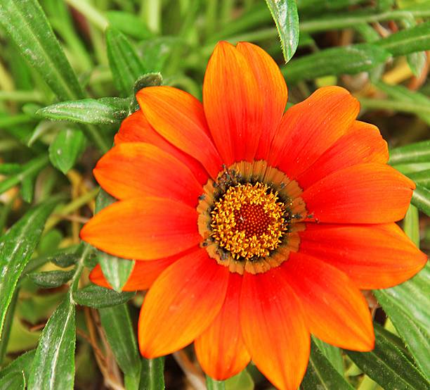 istock single red sunflower in israel at spring 470236306