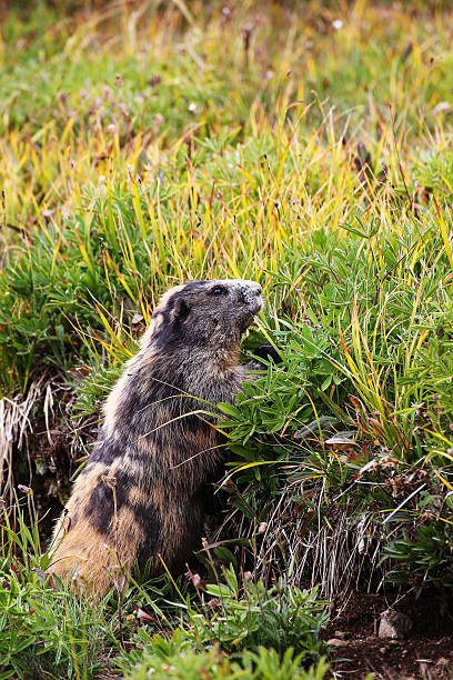 marmota murmeltier - - olympic marmot fotografías e imágenes de stock