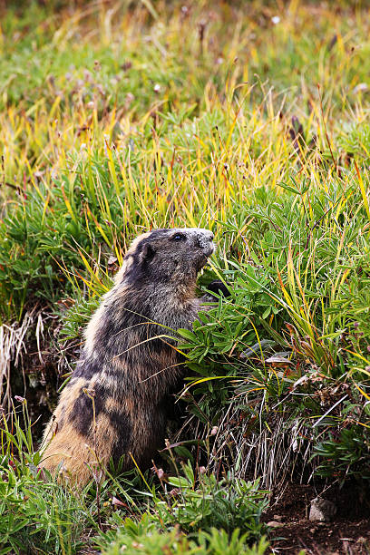 - «marmot murmeltier - olympic marmot стоковые фото и изображения