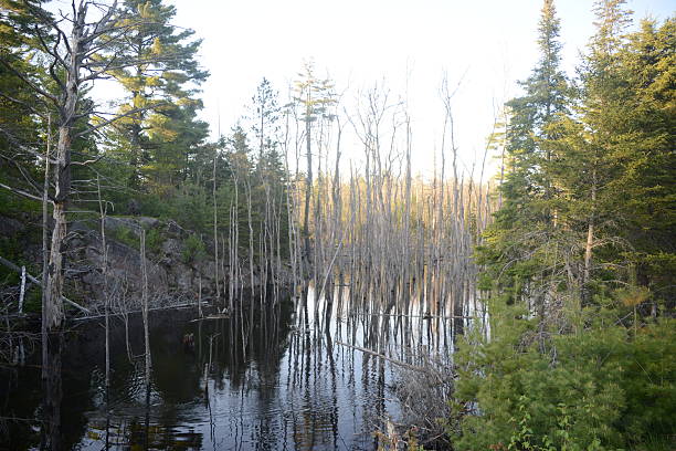 istock rocky shore & dead trees standing in water. 470237240