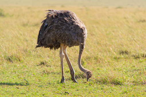 Female ostrich in Maasai Mara national park