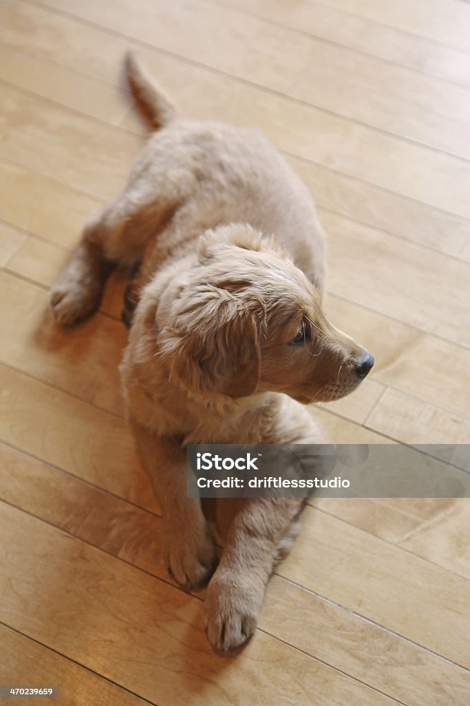 Golden retriever cachorro en piso de madera de arce - Foto de stock de Acostado libre de derechos