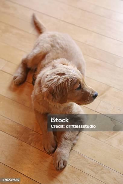 Golden Retriever Cachorro En Piso De Madera De Arce Foto de stock y más banco de imágenes de Acostado