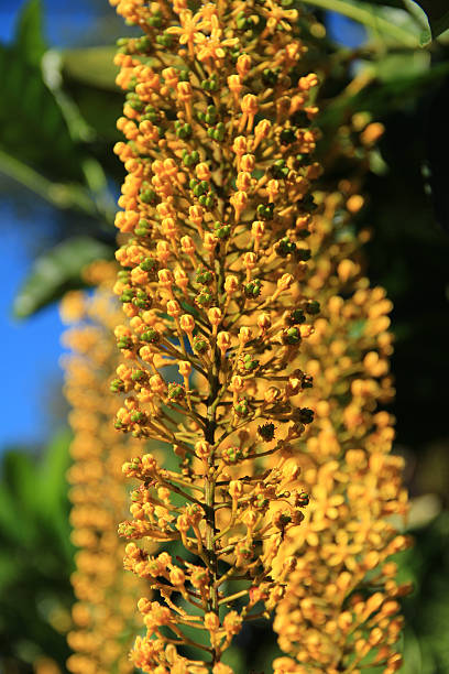 istock Yellow Brazilian Flower 470241702