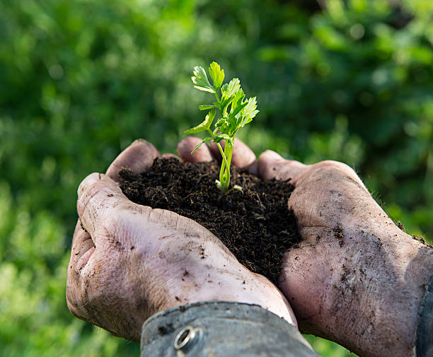 istock Farmer holding  green young plant 470242145