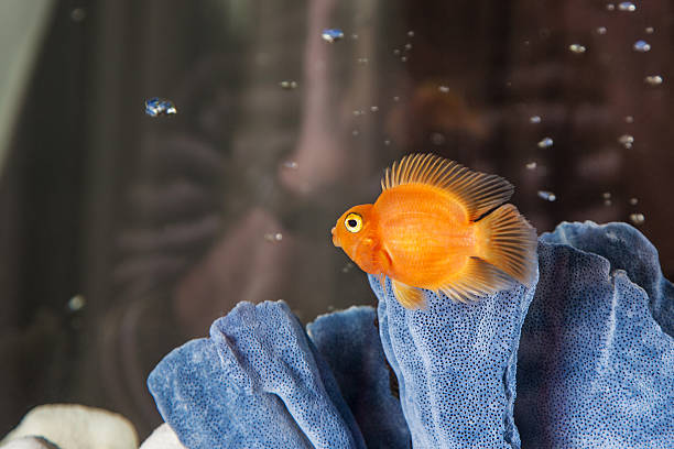 parrot cichlids nager dans l'aquarium - half tank photos et images de collection