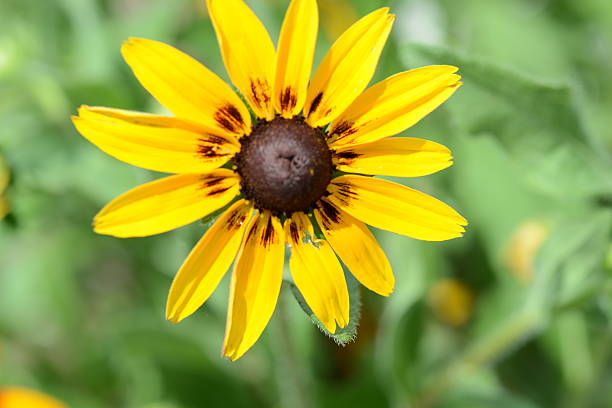 istock yellow brown eyed susans reddy brown spots. 470242942