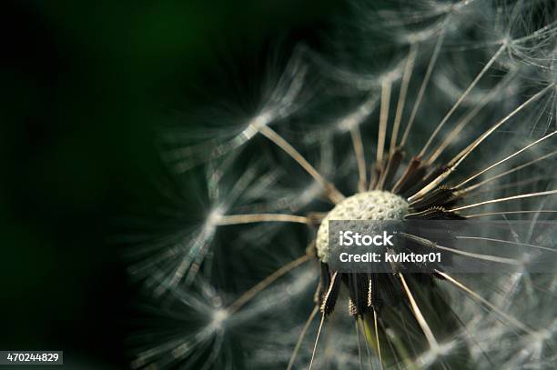 Bald Dandelion With Dark Green Background Stock Photo - Download Image Now - Art, Art And Craft, Beauty In Nature