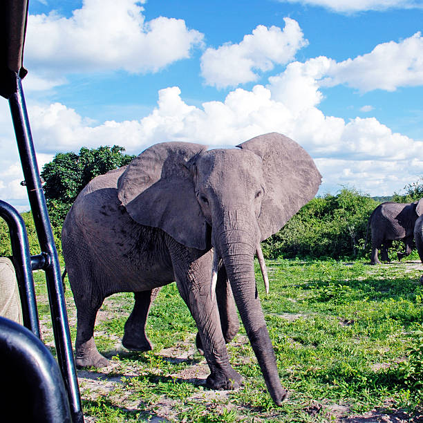 istock gigantic african elephant in wild savanna(National park Chobe, B 470247468