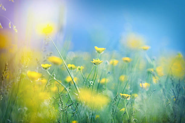 istock Beautiful meadow in spring - yellow flowers 470247536