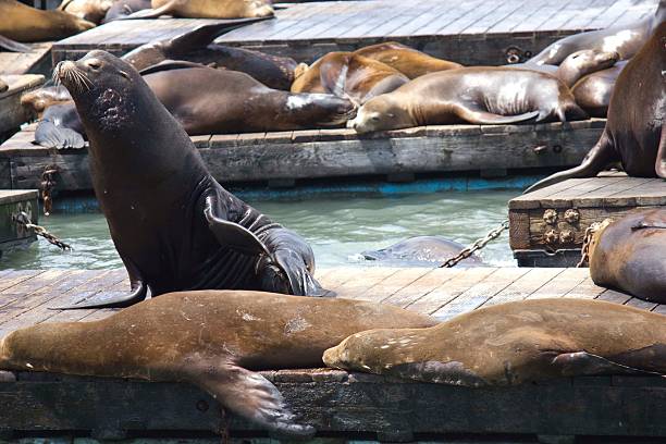 istock Sea Lion on Pier 39 470247650