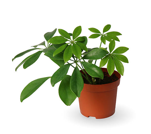 istock Houseplant - young Schefflera a potted plant isolated over white 470248536