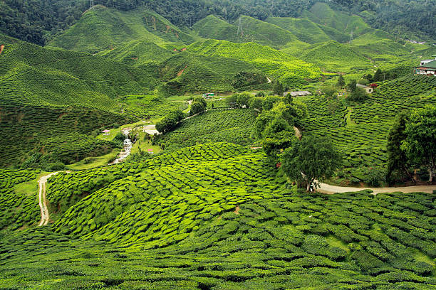 panorama di piantagioni di tè - sikkim foto e immagini stock