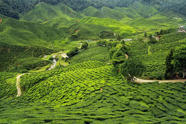 Photo of tea plantations landscape