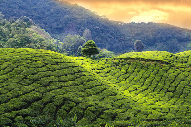 紅茶プランテーションの夕日 - tea crop ストックフォトと画像