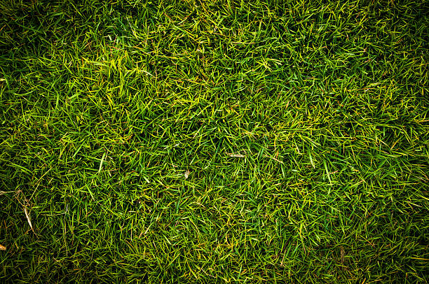 istock texture background of fresh green grass 470249084